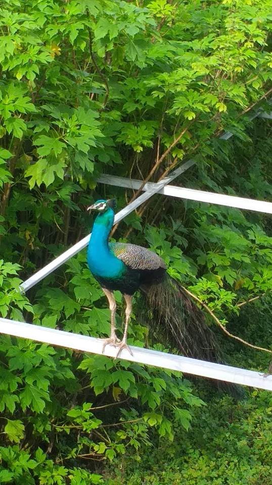 Le triangle d'or du Kerala, Fort Kochi, Alleppey, Munnar : 5 nuits